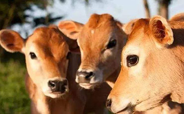 跨越山海的信任：伊比利亞乳業(yè)訂購新東機械牛奶制冷罐