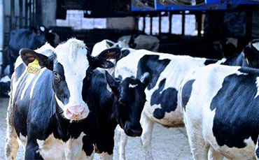 國(guó)產(chǎn)牛奶冷藏罐在阿根廷得到廣泛應(yīng)用