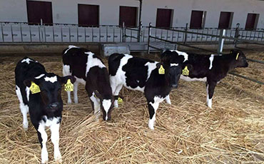 為什么要用水床？了解奶牛需求是必須的