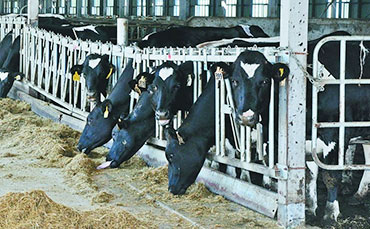 阿有珍的彝族合作社，新東牛奶制冷罐讓“高原奶”走得更遠