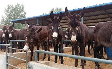 在農(nóng)村養(yǎng)幾頭牛一年能掙10萬(wàn)？