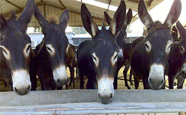 鴨血制冷罐是一種用于冷藏和保存鴨血的設(shè)備