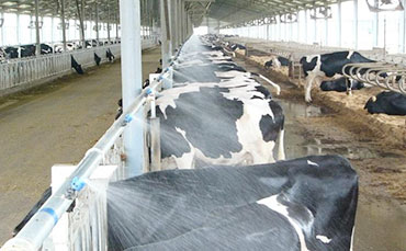 成功的初乳飼喂是保障犢牛健康的基石