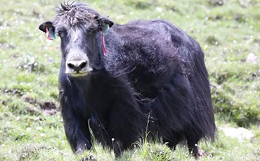 牧場飼料管理之十項粗飼料管理策略幫您降低成本
