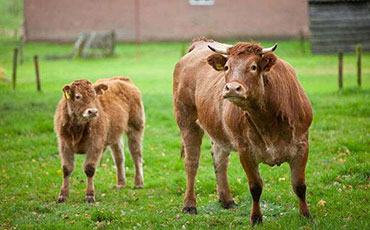 邢滿倉的生態(tài)牧場，搭上新東牛奶制冷罐“農(nóng)機補貼快車”