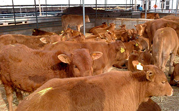 奶牛酮病發(fā)病原因？奶牛酮病怎么治？