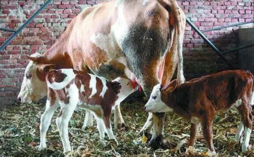 我公司簽下烏茲別克斯坦牛奶制冷罐意向客戶